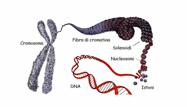 Il Genoma Quantistico Collettivo